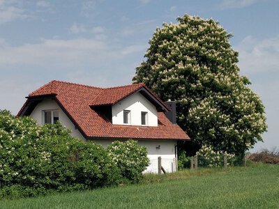 Ніколи не садіть ці дерева біля будинку: фундамент може постраждати