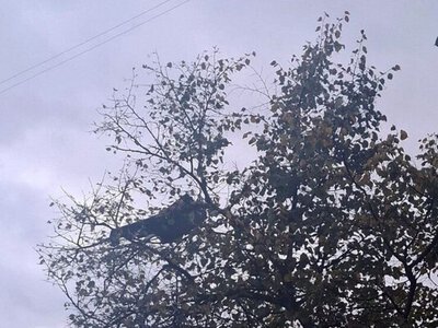 У Шостці триває ліквідація наслідків вечірньої атаки