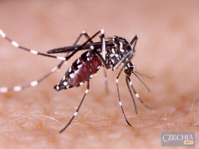У Європі зростає кількість випадків вірусу Західного Нілу: зараження вже підтвердили у 16 країнах