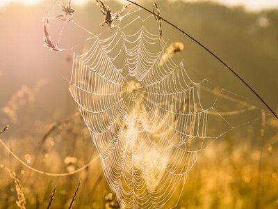 Від прохолодних ночей до +26°: якою буде погода в Бессарабії