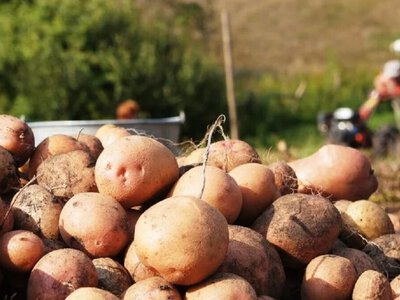 Українці залишаться без картоплі: що кажуть фермери про врожай?