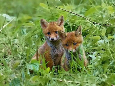 World Habitat Day: у світі відзначають Всесвітній день охорони місць проживання