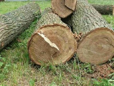 На Миколаївщині “чорний лісоруб” сплатив понад 90 тисяч за 9 зрубаних дерев