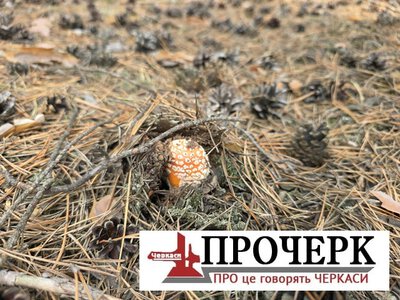 Грибний сезон: в області зафіксовані перші випадки отруєнь