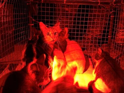 Операція “Тигр”: військові евакуювали кішку з п’ятьма кошенятами з окупованих Олешок за допомогою дрона