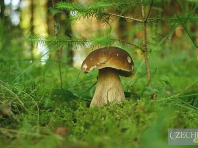 Як знайти грибне місце в лісі: 4 ознаки, які варто шукати у жовтні