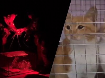 Операція Тигри: гвардійці дроном евакуювали шістьох котів із окупованих Олешок