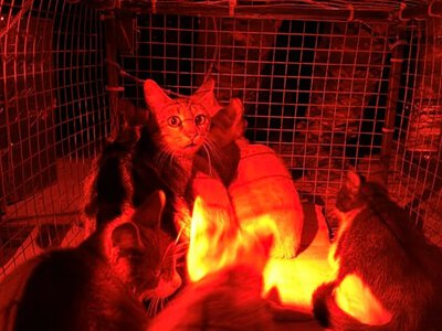 Операція «Тигр»: українські військові дроном врятували шістьох котів з окупованих Олешок