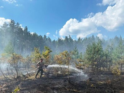 Як 11 футбольних полів: на Полтавщині горіли ліси через ворожі атаки