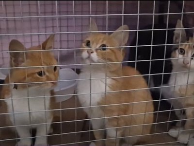 Нацгвардійці евакуювали шістьох котів з окупованих Олешок