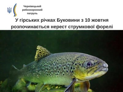 На Буковині з 10 жовтня заборонять вилов струмкової форелі