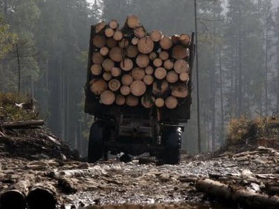 Не поспішайте нести додому: чи можна забирати обрізані комунальниками гілки на дрова