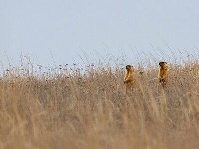 На Одещині хочуть створити нацпарк Буджацькі степи на 9,7 тисячі га