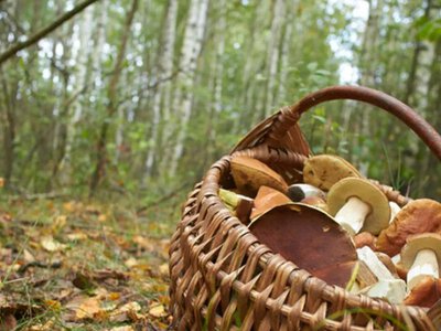 Де в Україні можна збирати гриби восени: правила, заборони та штрафи