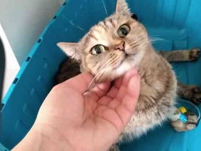 Не зволікайте: своєчасна допомога може врятувати життя улюбленцю