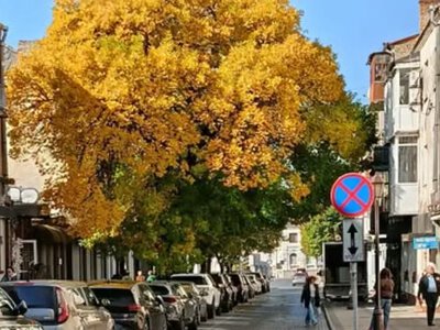 У Луцьку шукають найкрасивіше дерево міста: як долучитись до конкурсу
