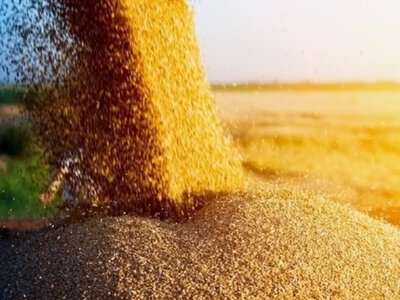 Українські аграрії зібрали зернові майже з 63% площ: де найвища врожайність