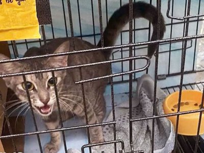 У В’єтнамі затримали 12 людей за крадіжку тисяч котів