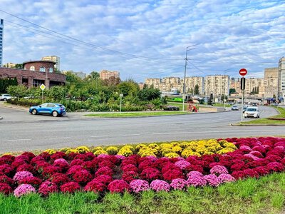 Квіти — різнокольорові кулі: де в Києві цвіте осіння еко-новинка, - ФОТО