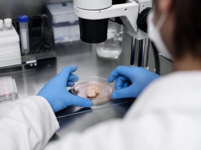 Органоїди людського мозку пересадили мишам без кори