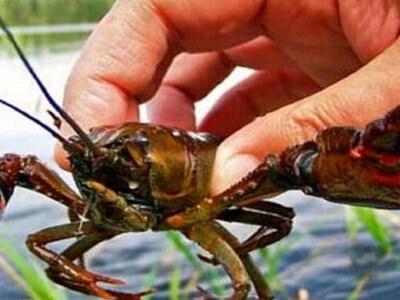 В Україні знову дозволили ловити раків у жовтні: які правила