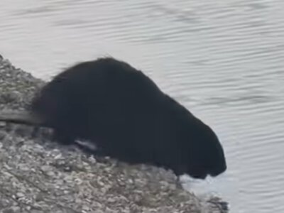 (ВІДЕО) У річці на Буковині оселився бобер Семен, який живе неподалік веслувальної бази