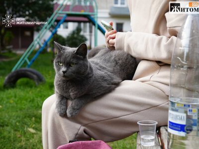 На руках і в переносках: як бердичівляни евакуювали тварин після атаки рф
