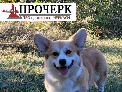 У Черкасах планують розширити територію для вигулу собак