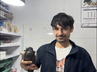 До центру порятунку тварин потрапив голуб, якого торік закільцювали у Франції