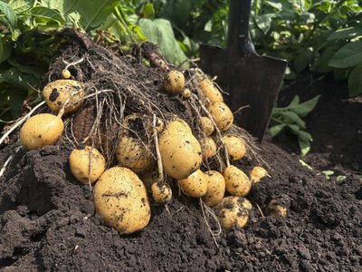 Картопля може подорожчати на 40%: коли українцям чекати нового стрибка цін