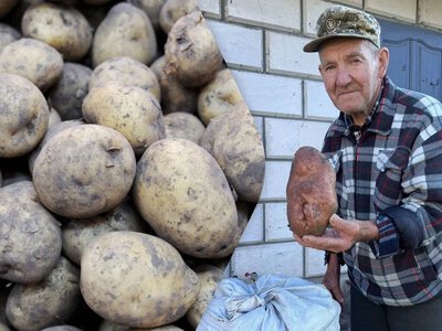 Картопляний рекорд на Чернігівщині: пенсіонер виростив гігантську бульбу вагою майже 2 кг