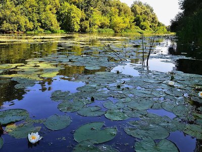 На Полтавщині судитимуть директора підприємства за забруднення річки