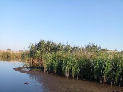 Судитимуть керівника агропідприємства за забруднення Псла в масовий мор риби