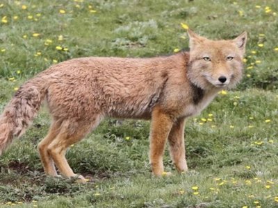 Дикі хижаки серед людей: чому Чернівці все частіше бачать лисиць