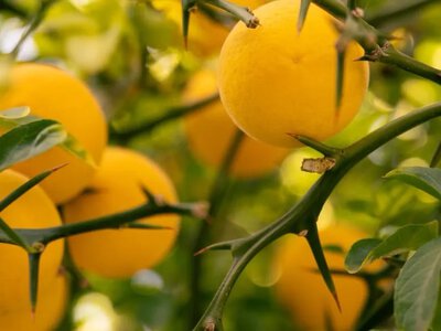 У Мукачеві біля ЦНАПу дозрівають незвичні цитрусові плоди