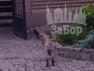 На центральному проспекті Запоріжжя ввечері побачили лисицю (відео)