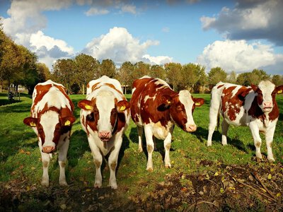 Поголів'я великої рогатої худоби в Україні скоротилося майже на 18%: дані Держстату