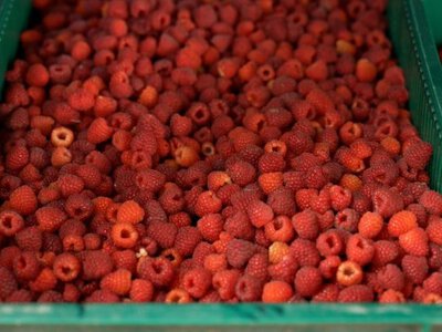 Закупівельні ціни на малину в Україні сягнули рекордних 195 грн/кг