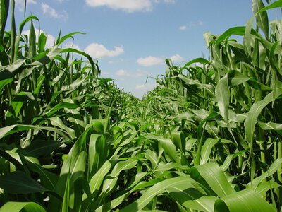Vylor і Rainbow Crops розроблятимуть кукурудзу, стійкішу до спеки та посухи