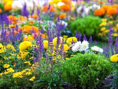 Вибрати саджанці квітів для висаджування в саду: практичний огляд