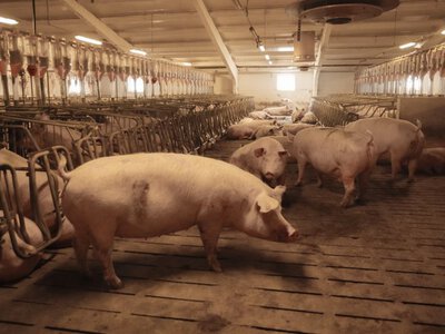 Виробництво свинини в Україні зросло на 17,5%