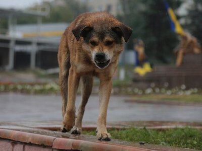 Безпритульний собака напав на людину: хто має компенсувати лікування та збитки