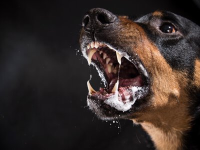 На Одещині підтвердили сказ у безпритульного собаки: тварина покусала вісьмох людей