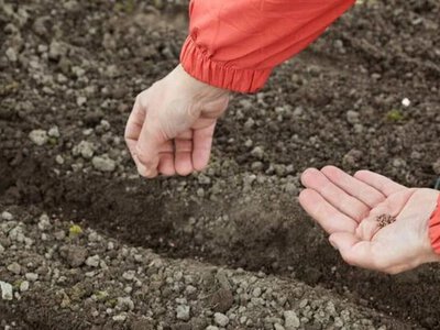 Не відкладайте до весни: які овочі можна посіяти під зиму вже в жовтні
