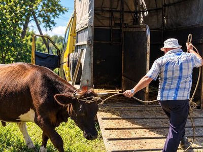 Евакуація зі збереженням господарства та грошова допомога: на Сумщині стартував новий проєкт підтримки