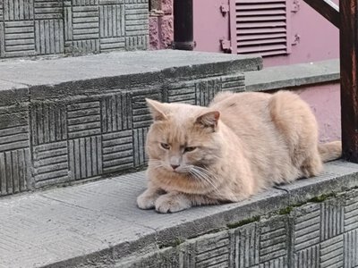Ромео з Північного