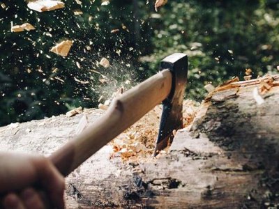 На Рівненщині Ліси України мають сплатити 282 тис. грн за порубку 23 сосен