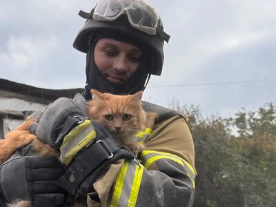 Кількість загиблих після авіаудару рф у Запоріжжі зросла до 20 людей - з-під завалів дістали кота
