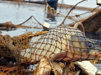 За незаконний вилов 380 рибин на Хмельниччині з браконьєрів стягнули майже 650 тисяч гривень