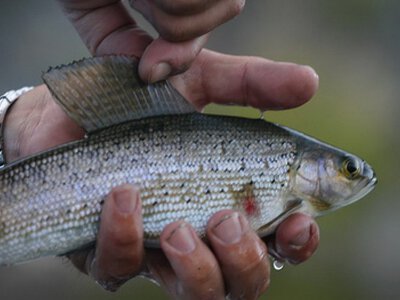  У водойми Карпат випустили 300 тисяч мальків, частину з яких заборонено ловити 